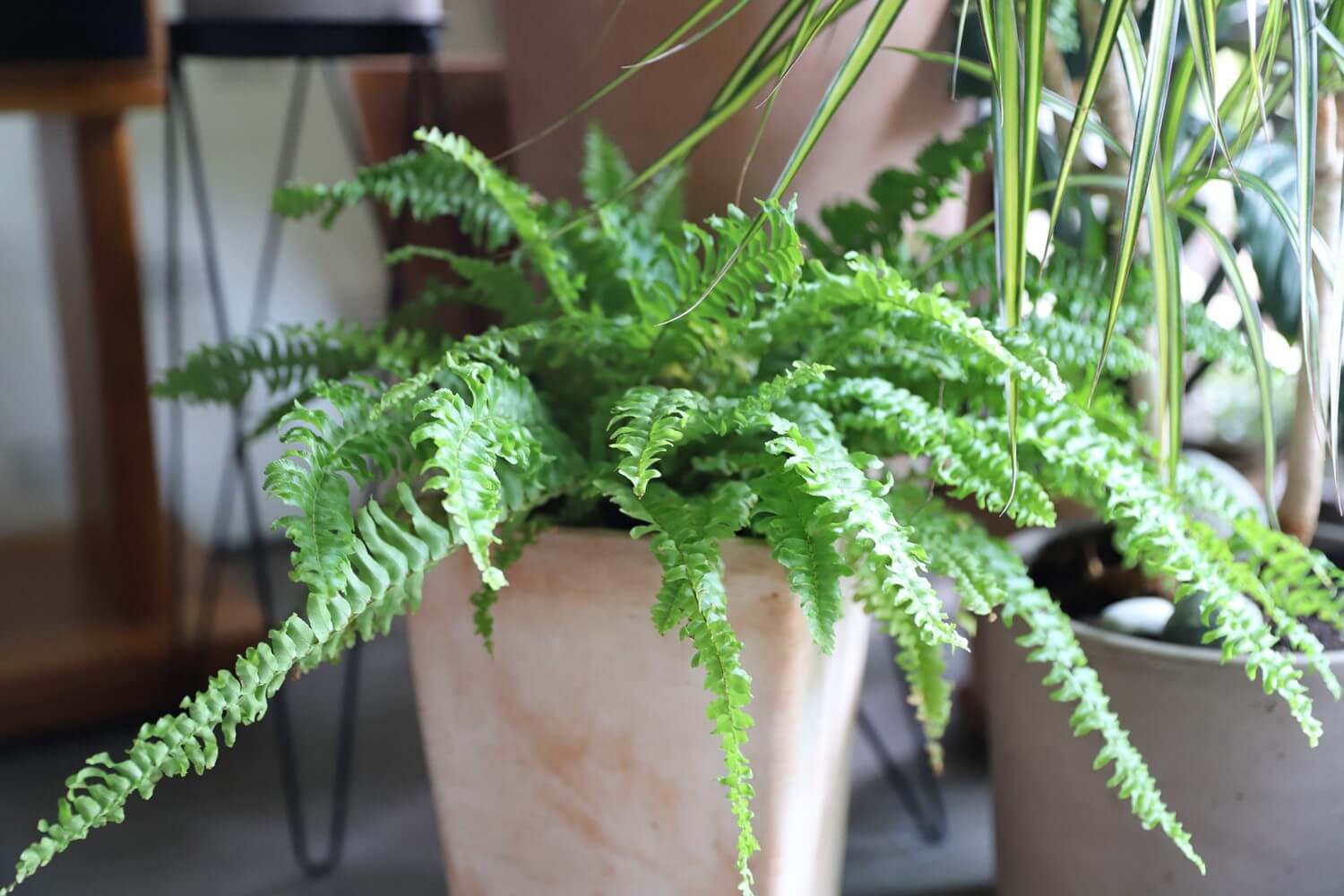 the Boston fern