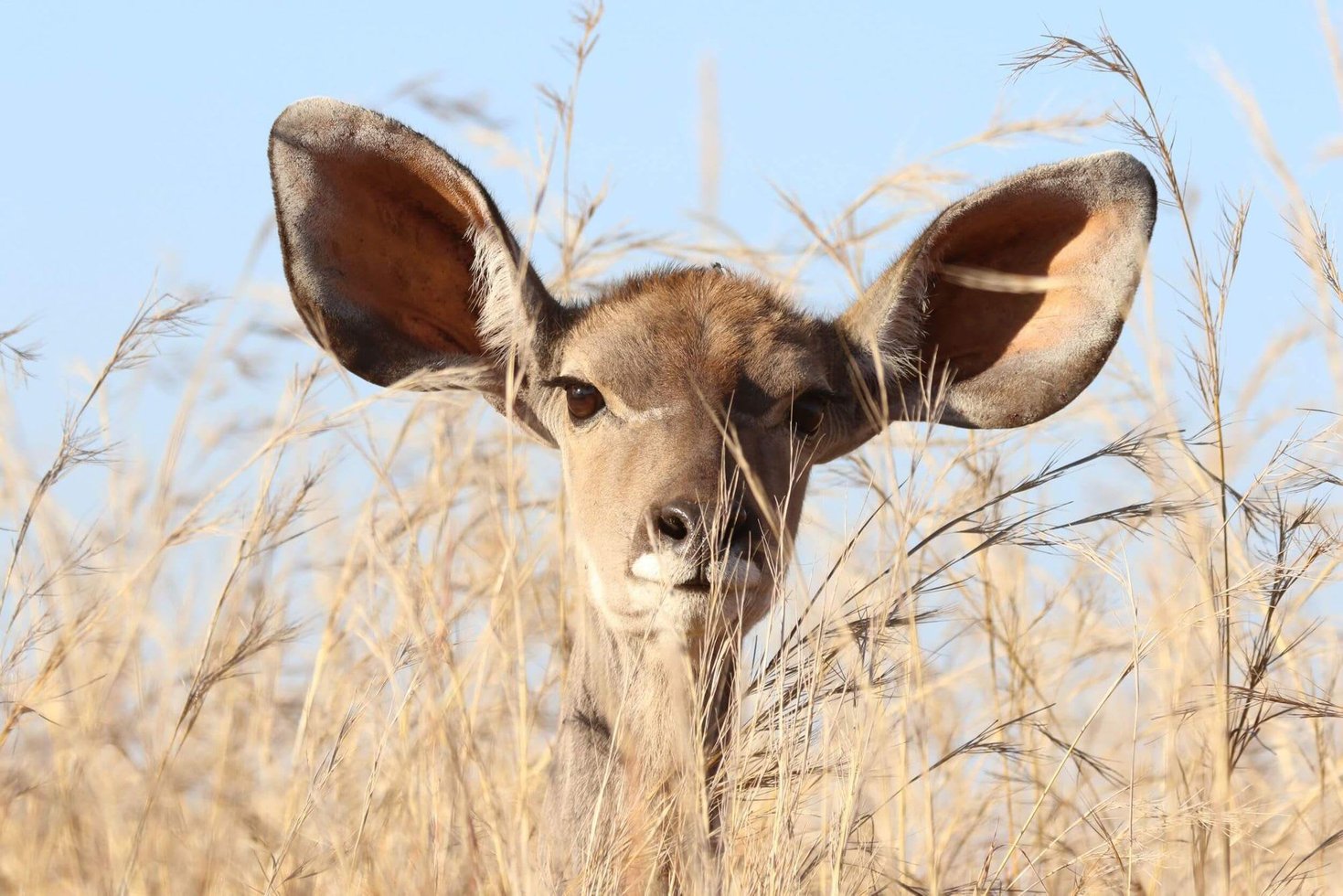 How to Listen Better in a Remote Environment image