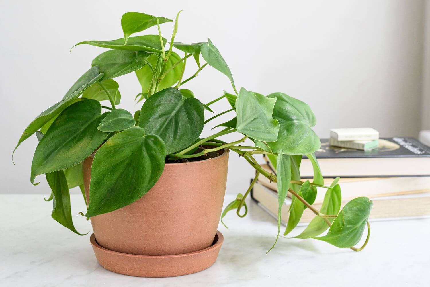 philodendron