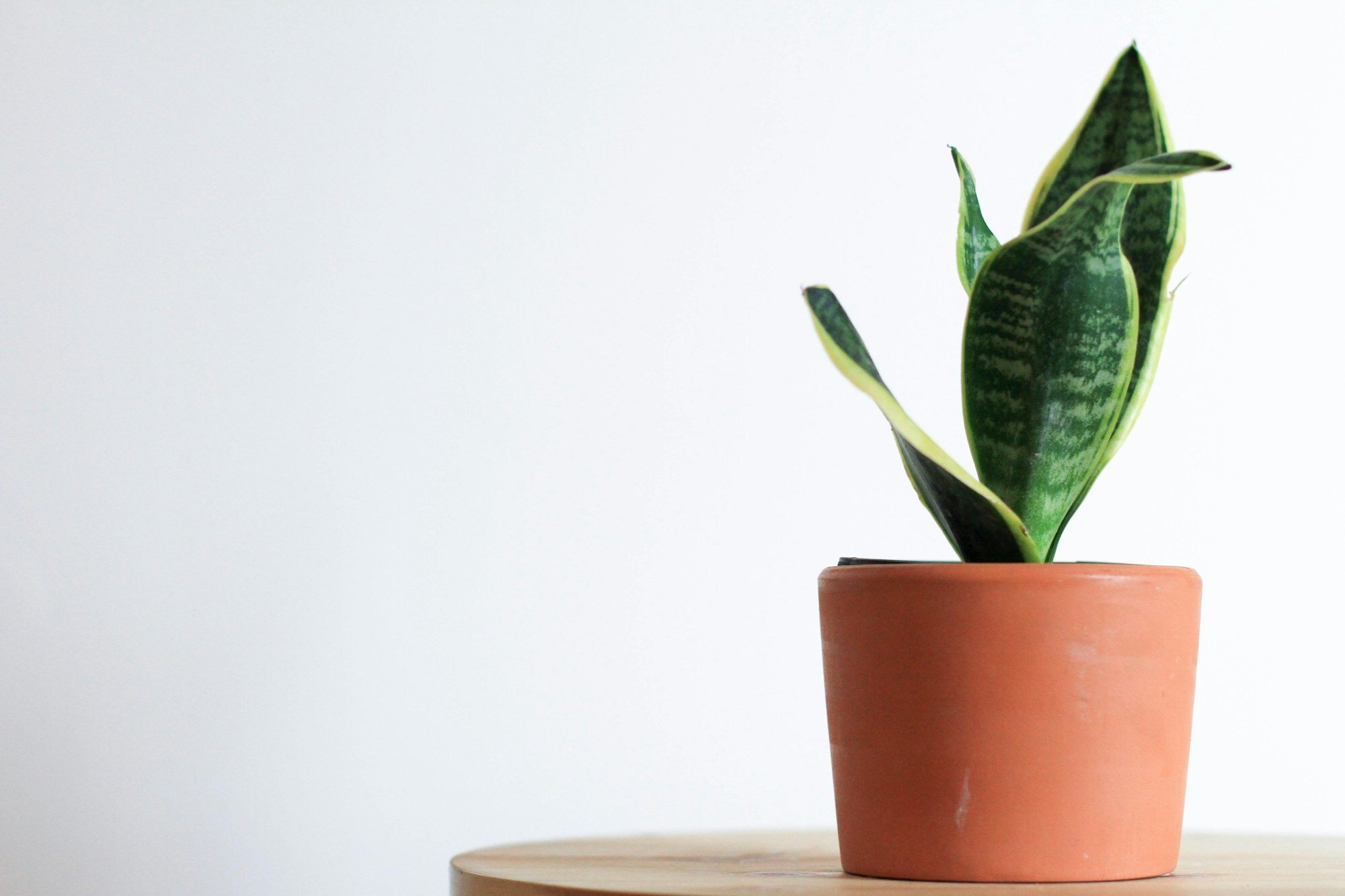 A snake plant