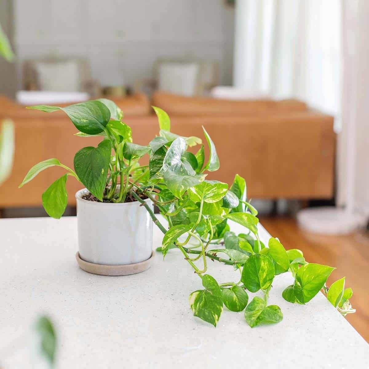 a pothos plant